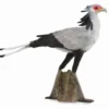 Collecta 88796 Sihteeri lintu