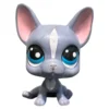 Littlest Pet Shop Ranskan bulldog #62 - Second Hand