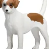 Mojo Jack Russell terrieri koira